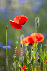 Red poppy flower blooming in spring meadow