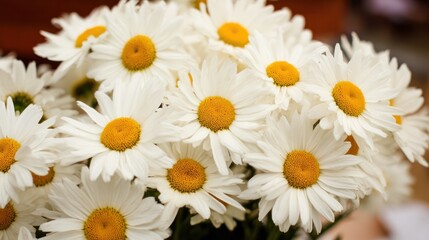 Fototapeta premium Delicate Bouquet of Daisies with Vibrant Yellow Centers in Natural Light