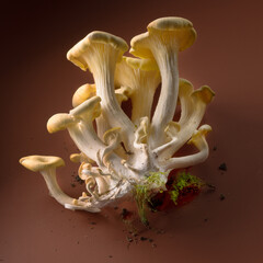 Mushroom paradise out of the wood