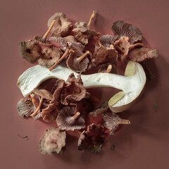 Mushroom paradise out of the wood