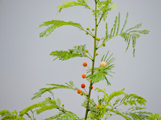 Leucaena Leucocephala and green leaf closeup