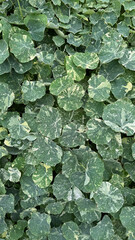 Alaska nasturtium leaves creating vibrant green background texture