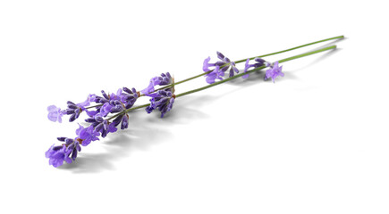 Lavender sprigs with purple flowers isolated. Lavender flowers on white.