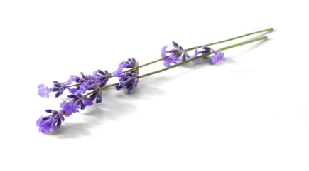 Lavender sprigs with purple flowers isolated. Lavender flowers on white.