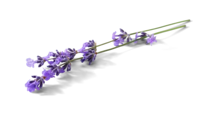Fotobehang Lavendel Lavender sprigs with purple flowers isolated. Lavender flowers on white.  © Tatyana Sidyukova