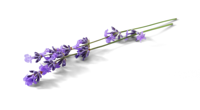 Lavender sprigs with purple flowers isolated. Lavender flowers on white.