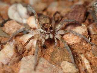 Wolf Spider