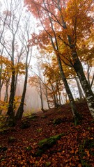 Obraz premium Misty autumn forest path