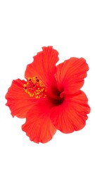 Vibrant red hibiscus flower (3)