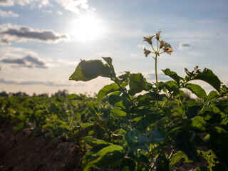 Fototapete bei efototapeten.de bestellen   