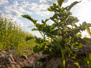 Fototapete bei efototapeten.de bestellen   