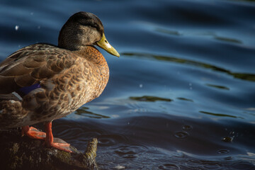 Wild Duck Standing by the Water