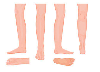 Illustration. View of a human leg from all sides