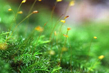 Delicate Green Moss with Yellow Sporophytes in Natural Setting