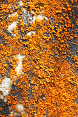 Vibrant Orange Lichen on Dark Surface with Textured Patterns
