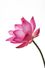 Fototapeta premium Elegant Pink Lotus Flower on White Background in Soft Light