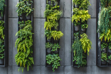 Fototapeta premium Decorating a wall with a black metal frame and various types of plants on a concrete surface