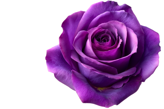 head of single unique, deep color vibrant violet rose isolated over white (transparent) background