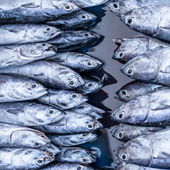 Fresh fish at the seafood market