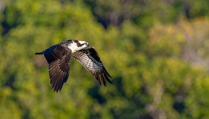 Obraz premium Osprey in flight over forest