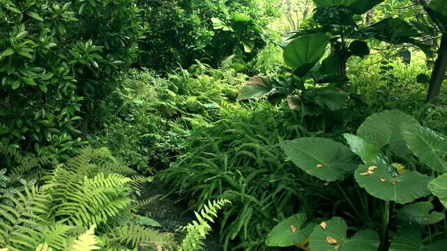 High-definition video of a scenic stream in a wetland park, showing calm flowing water, lush vegetation, and reflections, ideal for meditation, relaxation, nature documentaries, environmental educatio