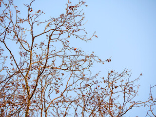 A photograph of the delicate and bare branches of a plane tree with a few remaining seed pods set against a clear and serene pale blue sky in the autumn season