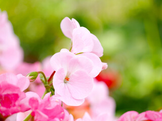 ピンク色の花