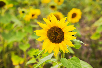 Close up view of bright yellow sunflower blooming in summer field with soft blurred background. Sweden.