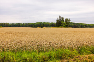 Golden wheat field ready for harvest stretches across rural plain against forest and cloudy sky background. Sweden.