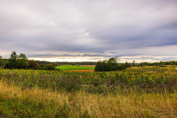 Autumn sunflower field stretches across rural landscape against cloudy sky background with trees...