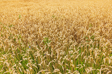 Close up view of ripe golden wheat field in autumn season with dense ears of grain ready for harvest. Sweden.