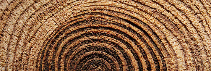 Fototapeta premium A detailed macro, close-up of the concentric growth rings in a cross-section of a tree trunk. A natural and rustic wood grain texture background. 