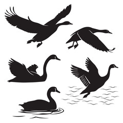 Collection of black silhouette illustrations of swans and geese in various poses including flying swimming and landing on water against a white background