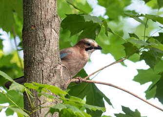 Eurasian jay, Garrulus glandarius. A bird sits on a branch of a maple tree