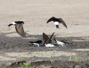 Western house martin, Delichon urbicum. Birds gather building materials to construct their nests