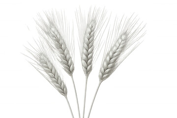 Fototapeta premium Four ears of wheat growing on transparent background, useful for graphic design projects related to agriculture, food, and nature