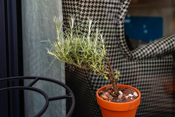 Klein gehaltener Rosmarin in einem Terrakottatopf auf dem Balkon