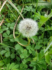 Flor Dente de Le&atilde;o
