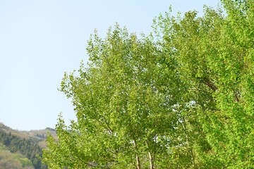 Fototapeta premium Aspen tree (Sasinamu), a deciduous Populus species native to Korea, valued for rapid sprouting, pollution resistance, timber, paper making, and medicinal bark