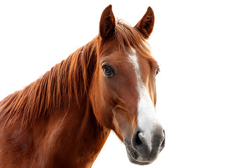 Majestic chestnut horse portrait with striking white blaze, exuding power and elegance.