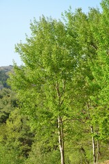 Fototapeta premium Aspen tree (Sasinamu), a deciduous Populus species native to Korea, valued for rapid sprouting, pollution resistance, timber, paper making, and medicinal bark