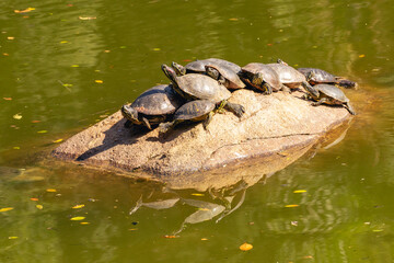 Turtles in the National Park Horto Florestal. Sao Paulo, Brazil.