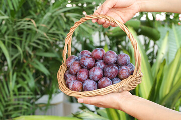 Fresh Australian Imported Prunes in Wicker Basket Closeup with Green Plants Background