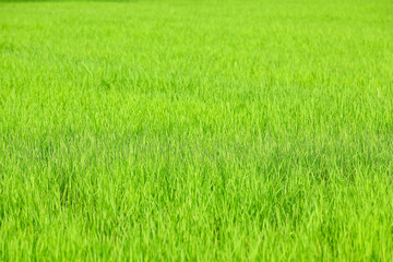 Fresh Green Rice Paddy Field Agriculture Farmland Environment Natural Texture Background