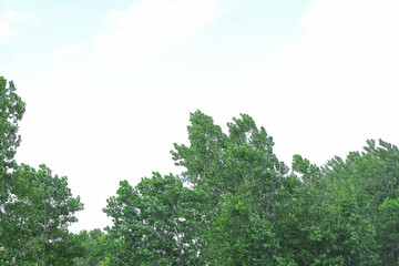 Obraz premium Green Tree Canopy Fresh Foliage Natural Environment Landscape