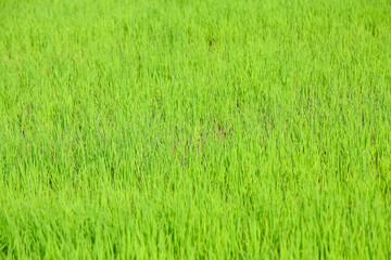 Fresh Green Rice Field Landscape with Young Seedlings Growing in Agricultural Farmland