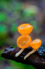 Orange cup fungi with hairy texture grow on damp log in lush forest environment. cookeina tricholoma