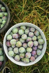 Fresh Plums Harvest in White Bucket on Grass - Organic Farm Fruit Collection May Season