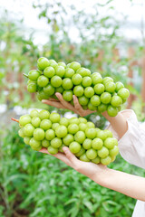 Fresh Green Grapes Held in Hands at Vineyard with Natural Sunshine