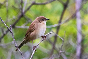 A Broad-tailed Grassbird, scientifically known as Schoenicola platyurus, captured in its natural habitat in Pune, Maharashtra, India.